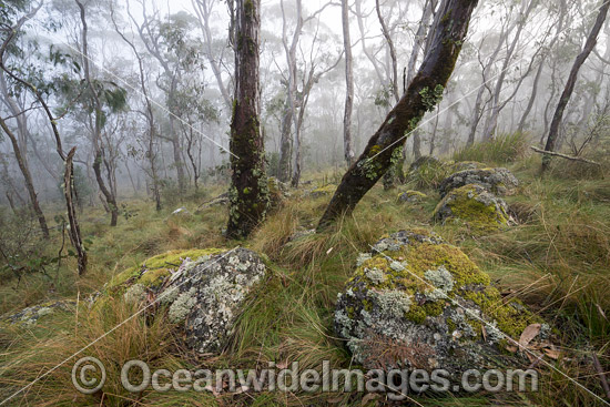 Snow Gum forest in mist photo