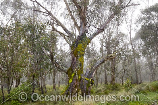 Snow gum forest cloaked in mist, on the Great Escarpment, situated in Gondwana Rainforest, New England National Park, NSW, Australia. This rainforest is inscribed on the World Heritage List in recognition of its outstanding universal value. Photo - Gary Bell