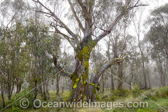 Snow Gums in mist photo