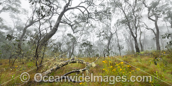 Snow gum forest cloaked in mist, on the Great Escarpment, situated in Gondwana Rainforest, New England National Park, NSW, Australia. This rainforest is inscribed on the World Heritage List in recognition of its outstanding universal value. Photo - Gary Bell Snow gum forest cloaked in mist, on the Great Escarpment, situated in Gondwana Rainforest, New England National Park, NSW, Australia. This rainforest is inscribed on the World Heritage List in recognition of its outstanding universal value. Photo - Gary Bell