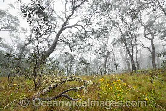 Snow Gum forest in mist photo