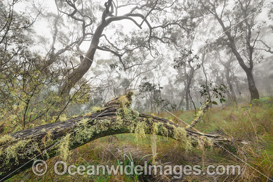 Snow gum forest cloaked in mist, on the Great Escarpment, situated in Gondwana Rainforest, New England National Park, NSW, Australia. This rainforest is inscribed on the World Heritage List in recognition of its outstanding universal value. Photo - Gary Bell Snow gum forest cloaked in mist, on the Great Escarpment, situated in Gondwana Rainforest, New England National Park, NSW, Australia. This rainforest is inscribed on the World Heritage List in recognition of its outstanding universal value. Photo - Gary Bell