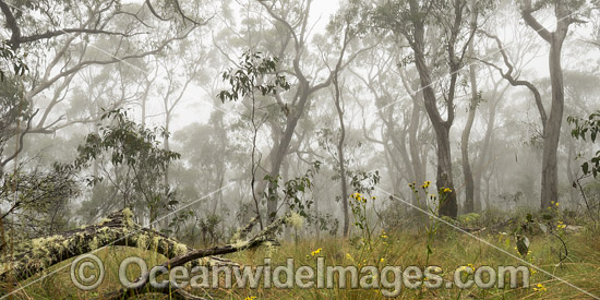 Snow gum forest cloaked in mist, on the Great Escarpment, situated in Gondwana Rainforest, New England National Park, NSW, Australia. This rainforest is inscribed on the World Heritage List in recognition of its outstanding universal value. Photo - Gary Bell Snow gum forest cloaked in mist, on the Great Escarpment, situated in Gondwana Rainforest, New England National Park, NSW, Australia. This rainforest is inscribed on the World Heritage List in recognition of its outstanding universal value. Photo - Gary Bell