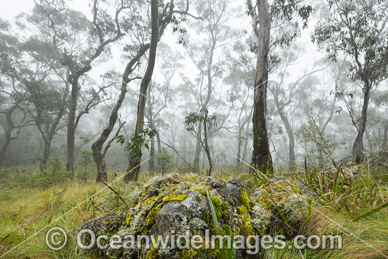 Snow gum forest cloaked in mist, on the Great Escarpment, situated in Gondwana Rainforest, New England National Park, NSW, Australia. This rainforest is inscribed on the World Heritage List in recognition of its outstanding universal value. Photo - Gary Bell Snow gum forest cloaked in mist, on the Great Escarpment, situated in Gondwana Rainforest, New England National Park, NSW, Australia. This rainforest is inscribed on the World Heritage List in recognition of its outstanding universal value. Photo - Gary Bell
