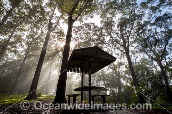 Eucalypt forest and picnic shelter cloaked in mist, situated in the Bruxner Park Flora Reserve. Coffs Harbour, New South Wales, Australia. Photo - Gary Bell