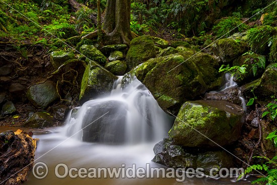 Rainforest Cascade Dorrigo photo