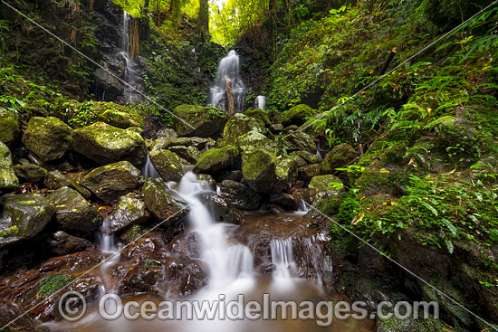 Rainforest Waterfall Dorrigo photo Rainforest Waterfall Dorrigo photo