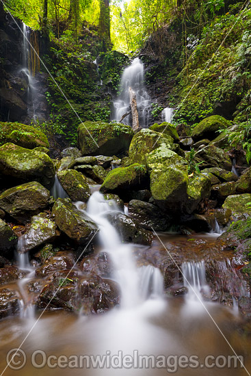 Rainforest Waterfall Dorrigo photo Rainforest Waterfall Dorrigo photo
