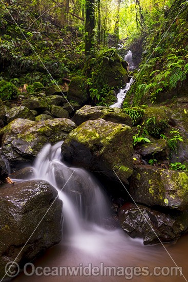 Rainforest Waterfall Dorrigo photo