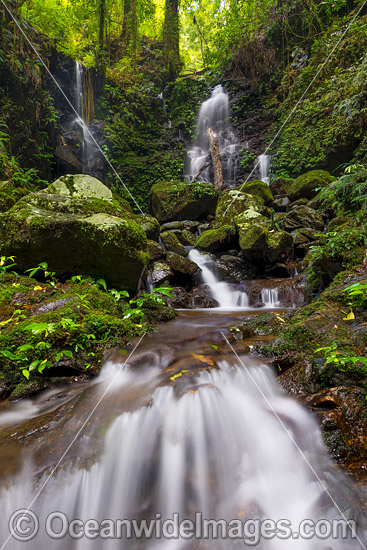 Rainforest Waterfall Dorrigo photo Rainforest Waterfall Dorrigo photo