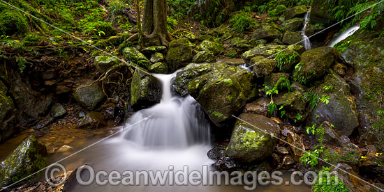 Rainforest Cascade Dorrigo photo