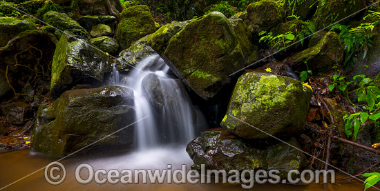 Rainforest Cascade, situated in the Dorrigo World Heritage National Park, New South Wales, Australia. Photo - Gary Bell