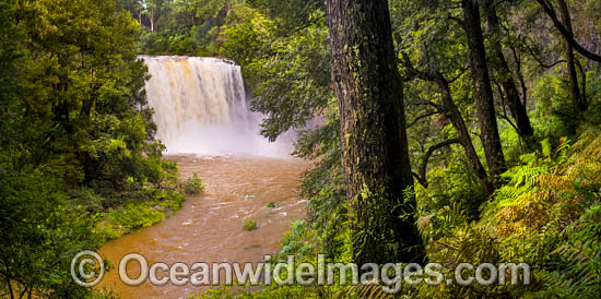 Dangar Falls, situated on the Dorrigo Plateau, near Dorrigo, New South Wales, Australia Photo - Gary Bell