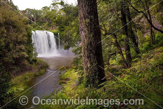 Dangar Falls, situated on the Dorrigo Plateau, near Dorrigo, New South Wales, Australia Photo - Gary Bell