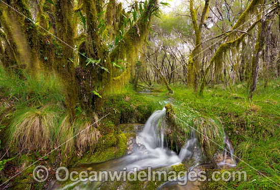 Cascade in Dorrigo Rainforest photo