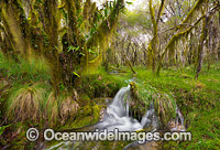 Cascade in Dorrigo Rainforest Photo - Gary Bell