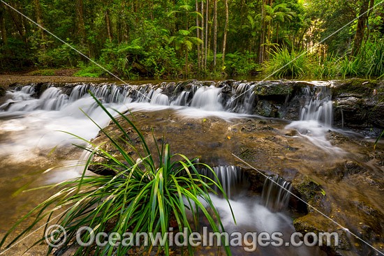 River crossing and cascade, situated at Bruxner Park Flora Reserve, near Coffs Harbour, New South Wales, Australia. Photo - Gary Bell