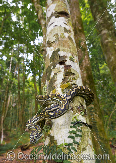 Carpet Python (Morelia spilota). Found throughout Australia in a wide variety of habitats, from rainforests to woodlands and arid lands. There are 6 subspecies commonly referred to as Carpet Pythons and Diamond Pythons. Photo was taken in Coffs Harbour, N Photo - Gary Bell Carpet Python (Morelia spilota). Found throughout Australia in a wide variety of habitats, from rainforests to woodlands and arid lands. There are 6 subspecies commonly referred to as Carpet Pythons and Diamond Pythons. Photo was taken in Coffs Harbour, N Photo - Gary Bell