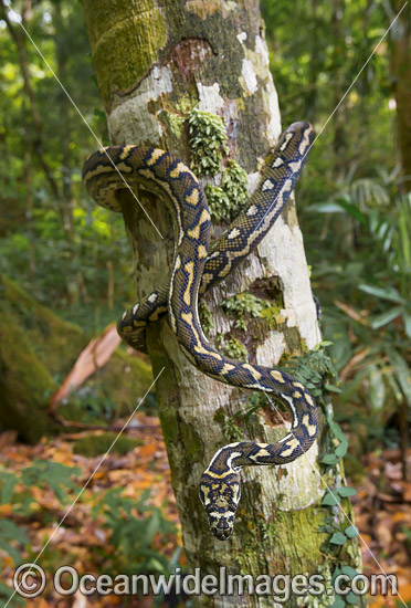 Carpet Python Morelia spilota photo