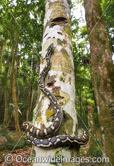 Carpet Python on tree photo