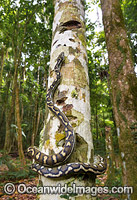 Carpet Python on tree Photo - Gary Bell