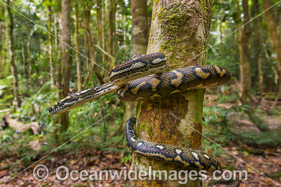 Carpet Python (Morelia spilota). Found throughout Australia in a wide variety of habitats, from rainforests to woodlands and arid lands. There are 6 subspecies commonly referred to as Carpet Pythons and Diamond Pythons. Photo was taken in Coffs Harbour, N Photo - Gary Bell Carpet Python (Morelia spilota). Found throughout Australia in a wide variety of habitats, from rainforests to woodlands and arid lands. There are 6 subspecies commonly referred to as Carpet Pythons and Diamond Pythons. Photo was taken in Coffs Harbour, N Photo - Gary Bell