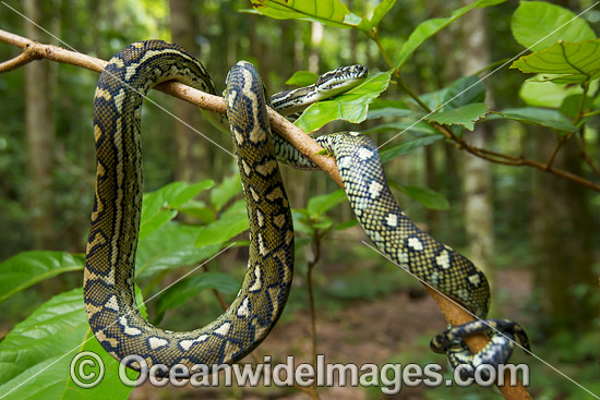 Carpet Python on tree photo