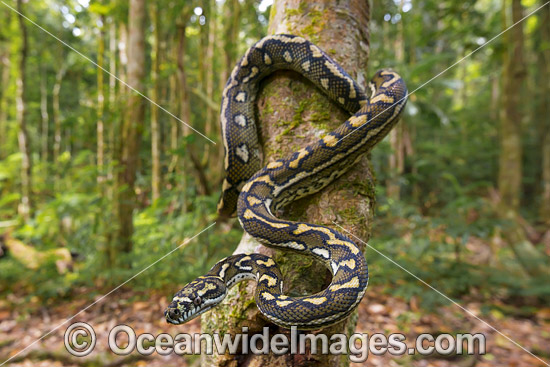 Carpet Python Morelia spilota photo