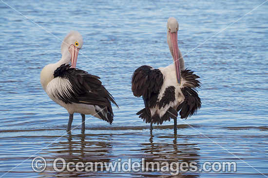 Australian Pelican (Pelecanus conspicillatus). This large water bird is found throughout Australia and New Guinea. Also in Fiji and parts of Indonesia and New Zealand. Photo taken at Central Coast, NSW, Australia. Photo - Gary Bell Australian Pelican (Pelecanus conspicillatus). This large water bird is found throughout Australia and New Guinea. Also in Fiji and parts of Indonesia and New Zealand. Photo taken at Central Coast, NSW, Australia. Photo - Gary Bell