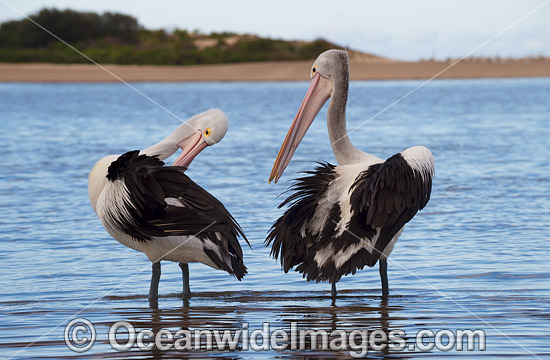 Australian Pelican (Pelecanus conspicillatus). This large water bird is found throughout Australia and New Guinea. Also in Fiji and parts of Indonesia and New Zealand. Photo taken at Central Coast, NSW, Australia. Photo - Gary Bell Australian Pelican (Pelecanus conspicillatus). This large water bird is found throughout Australia and New Guinea. Also in Fiji and parts of Indonesia and New Zealand. Photo taken at Central Coast, NSW, Australia. Photo - Gary Bell