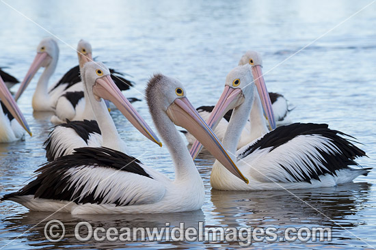 Australian Pelican (Pelecanus conspicillatus). This large water bird is found throughout Australia and New Guinea. Also in Fiji and parts of Indonesia and New Zealand. Photo taken at Central Coast, NSW, Australia. Photo - Gary Bell Australian Pelican (Pelecanus conspicillatus). This large water bird is found throughout Australia and New Guinea. Also in Fiji and parts of Indonesia and New Zealand. Photo taken at Central Coast, NSW, Australia. Photo - Gary Bell