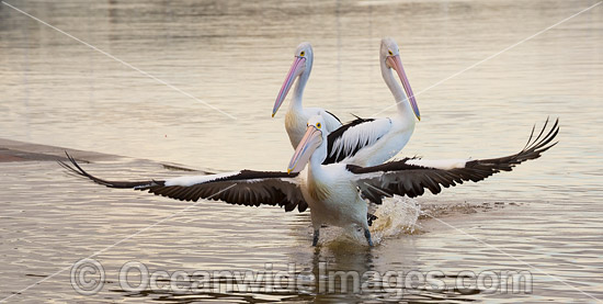 Australian Pelican (Pelecanus conspicillatus). This large water bird is found throughout Australia and New Guinea. Also in Fiji and parts of Indonesia and New Zealand. Photo taken at Central Coast, NSW, Australia. Photo - Gary Bell Australian Pelican (Pelecanus conspicillatus). This large water bird is found throughout Australia and New Guinea. Also in Fiji and parts of Indonesia and New Zealand. Photo taken at Central Coast, NSW, Australia. Photo - Gary Bell
