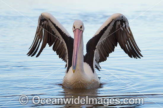 Australian Pelican (Pelecanus conspicillatus). This large water bird is found throughout Australia and New Guinea. Also in Fiji and parts of Indonesia and New Zealand. Photo taken at Central Coast, NSW, Australia. Photo - Gary Bell Australian Pelican (Pelecanus conspicillatus). This large water bird is found throughout Australia and New Guinea. Also in Fiji and parts of Indonesia and New Zealand. Photo taken at Central Coast, NSW, Australia. Photo - Gary Bell