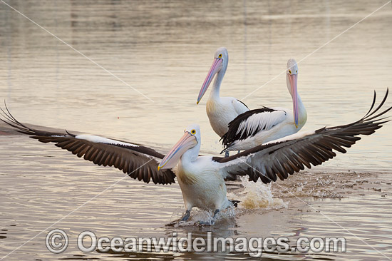 Australian Pelican Central Coast photo