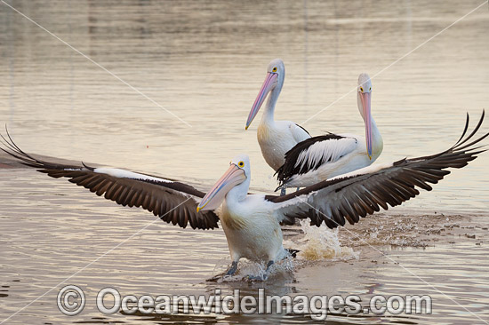 Australian Pelican (Pelecanus conspicillatus). This large water bird is found throughout Australia and New Guinea. Also in Fiji and parts of Indonesia and New Zealand. Photo taken at Central Coast, NSW, Australia. Photo - Gary Bell Australian Pelican (Pelecanus conspicillatus). This large water bird is found throughout Australia and New Guinea. Also in Fiji and parts of Indonesia and New Zealand. Photo taken at Central Coast, NSW, Australia. Photo - Gary Bell