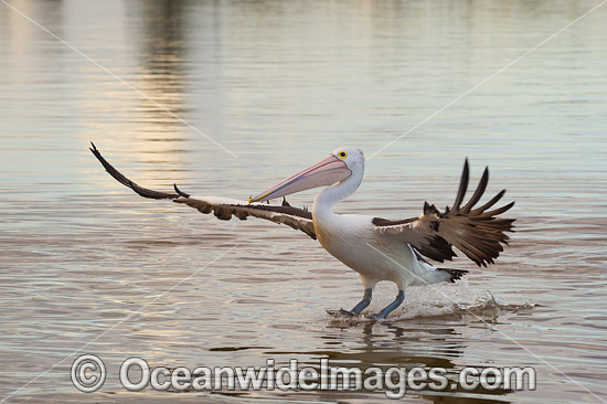 Australian Pelican (Pelecanus conspicillatus). This large water bird is found throughout Australia and New Guinea. Also in Fiji and parts of Indonesia and New Zealand. Photo taken at Central Coast, NSW, Australia. Photo - Gary Bell Australian Pelican (Pelecanus conspicillatus). This large water bird is found throughout Australia and New Guinea. Also in Fiji and parts of Indonesia and New Zealand. Photo taken at Central Coast, NSW, Australia. Photo - Gary Bell