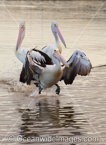 Australian Pelican (Pelecanus conspicillatus). This large water bird is found throughout Australia and New Guinea. Also in Fiji and parts of Indonesia and New Zealand. Photo taken at Central Coast, NSW, Australia. Photo - Gary Bell Australian Pelican (Pelecanus conspicillatus). This large water bird is found throughout Australia and New Guinea. Also in Fiji and parts of Indonesia and New Zealand. Photo taken at Central Coast, NSW, Australia. Photo - Gary Bell