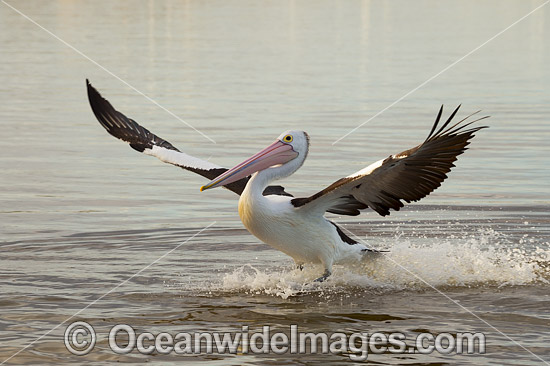 Australian Pelican landing on estuary photo