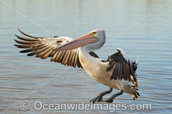 Australian Pelican landing on estuary photo