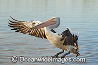 Australian Pelican landing on estuary Photo - Gary Bell
