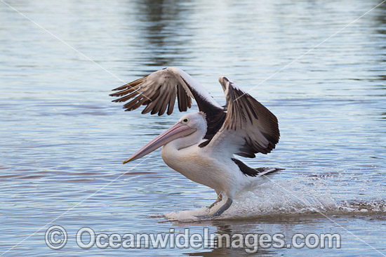 Australian Pelican landing on estuary photo
