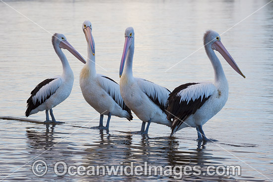 Australian Pelican (Pelecanus conspicillatus). This large water bird is found throughout Australia and New Guinea. Also in Fiji and parts of Indonesia and New Zealand. Photo taken at Central Coast, NSW, Australia. Photo - Gary Bell Australian Pelican (Pelecanus conspicillatus). This large water bird is found throughout Australia and New Guinea. Also in Fiji and parts of Indonesia and New Zealand. Photo taken at Central Coast, NSW, Australia. Photo - Gary Bell
