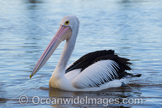 Australian Pelican (Pelecanus conspicillatus). This large water bird is found throughout Australia and New Guinea. Also in Fiji and parts of Indonesia and New Zealand. Photo taken at Central Coast, NSW, Australia. Photo - Gary Bell Australian Pelican (Pelecanus conspicillatus). This large water bird is found throughout Australia and New Guinea. Also in Fiji and parts of Indonesia and New Zealand. Photo taken at Central Coast, NSW, Australia. Photo - Gary Bell
