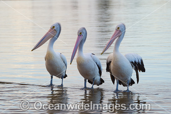 Australian Pelicans Central Coast photo