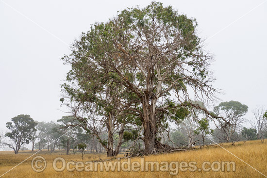 Eucalypt trees in mist. Situated at Gostwyck, near Uralla, New South Wales, Australia. Photo - Gary Bell Eucalypt trees in mist. Situated at Gostwyck, near Uralla, New South Wales, Australia. Photo - Gary Bell