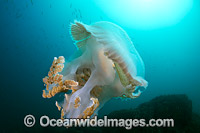 Giant Crinkled Jellyfish Photo - Gary Bell