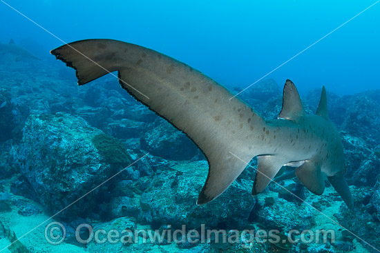 Grey Nurse Shark tail fin photo