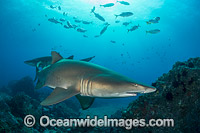 Grey Nurse Shark Coffs Harbour Photo - Gary Bell