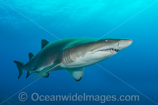 Grey Nurse Shark (Carcharias taurus). Known as Grey Nurse Shark in Australia, Sand Tiger Shark in USA and Ragged-tooth Shark in South Africa. Photo taken at Solitary Islands, NSW, Australia. Vulnerable on IUCN Red List of Threatened Species. Photo - Gary Bell Grey Nurse Shark (Carcharias taurus). Known as Grey Nurse Shark in Australia, Sand Tiger Shark in USA and Ragged-tooth Shark in South Africa. Photo taken at Solitary Islands, NSW, Australia. Vulnerable on IUCN Red List of Threatened Species. Photo - Gary Bell