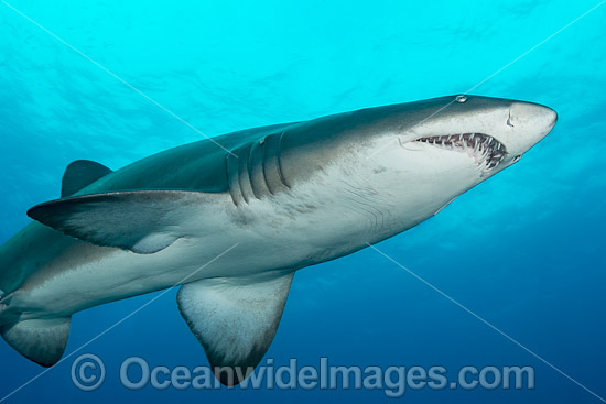 Grey Nurse Shark (Carcharias taurus). Known as Grey Nurse Shark in Australia, Sand Tiger Shark in USA and Ragged-tooth Shark in South Africa. Photo taken at Solitary Islands, NSW, Australia. Vulnerable on IUCN Red List of Threatened Species. Photo - Gary Bell